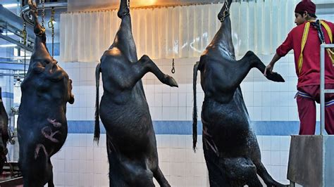 are bison factory farmed